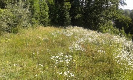 Großes Baugrundstück